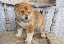 Only 2 left! Adorable Shiba Inu Puppies!