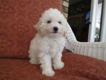 Outstanding Cute And Lovely Toy Poodle Puppies Ready Now :Call or Text (709)-500-6186