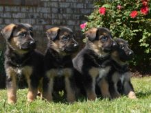 Outstanding Train German Shepherd Dog Puppies Ready For Sale :Call or Text (709)-500-6186