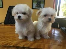 Three Maltese puppies available ✿ Email us ✔jensenmowbray@gmail.com ✔651-998-9418