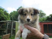 Well train Shetland Sheepdog Ready For Sale Now:Call or Text (709)-500-6186 or ( mispaastro@gmail.c