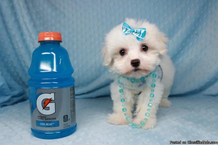 3 Bichon Maltese puppies available✿ Email us ✔jensenmowbray@gmail.com ✔651-998-9418 Image eClassifieds4u