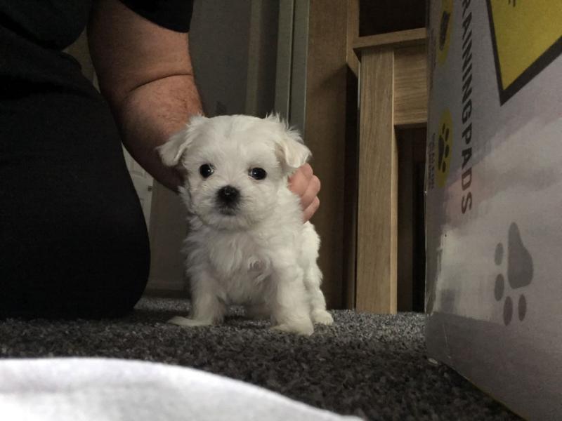 4 Darling Maltese puppies available✿ Email us ✔jensenmowbray@gmail.com ✔651-998-9418 Image eClassifieds4u