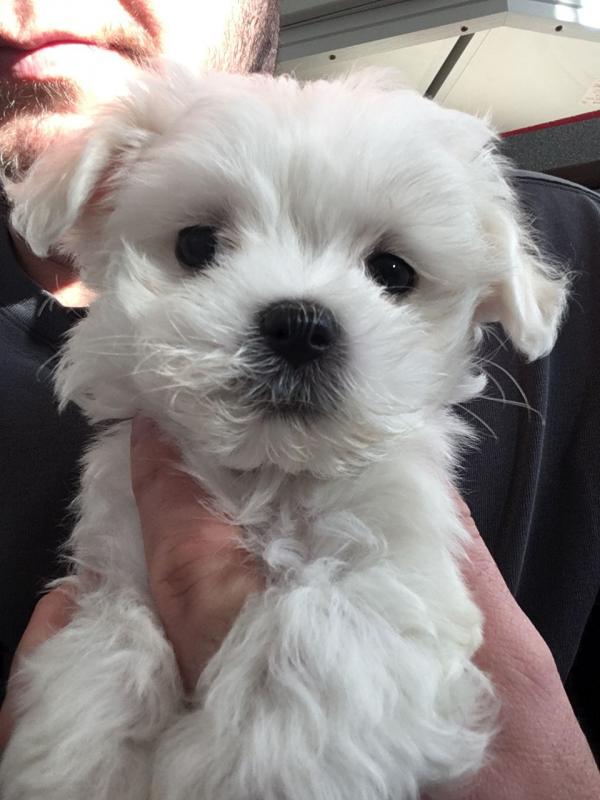 4 Darling Maltese puppies available✿ Email us ✔jensenmowbray@gmail.com ✔651-998-9418 Image eClassifieds4u
