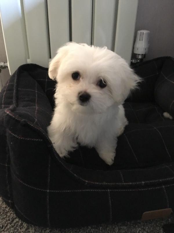 ADOPTER NEEDED - Meet Maltese Bella✿ Email us ✔jensenmowbray@gmail.com ✔651-998-9418 Image eClassifieds4u