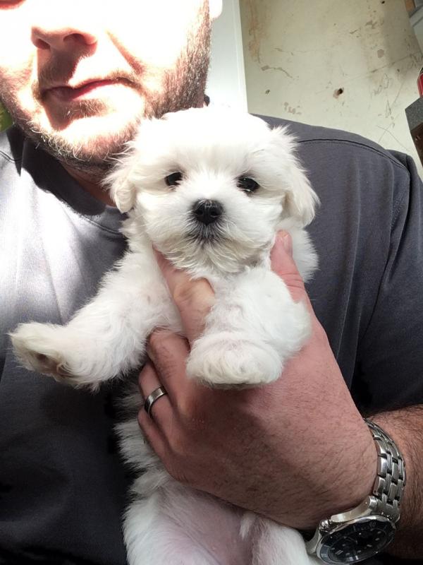 ADOPTER NEEDED - Meet Maltese Bella✿ Email us ✔jensenmowbray@gmail.com ✔651-998-9418 Image eClassifieds4u