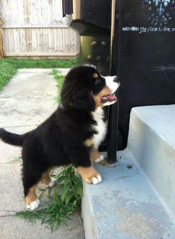 Adorable Bernese Mountain Dog Puppies For Sale:Call or Text (709)-500-6186 or ( mispaastro@gmail.co Image eClassifieds4u