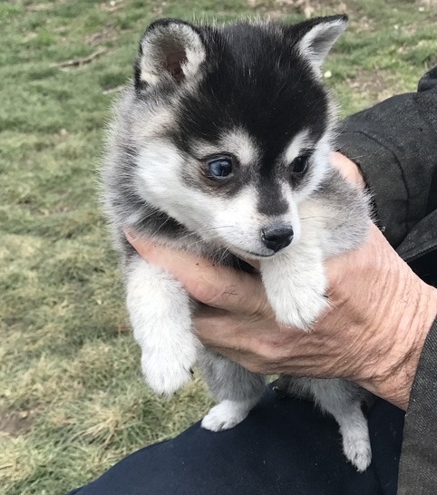 Beautiful Miniature Alaskan Klee Kai Puppies For More Info :Call or Text (709)-500-6186 Image eClassifieds4u