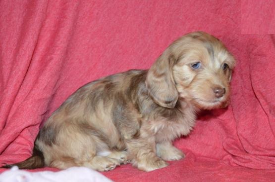Exceptional Dachshund Pups to Approved Homes ONLY! Image eClassifieds4u