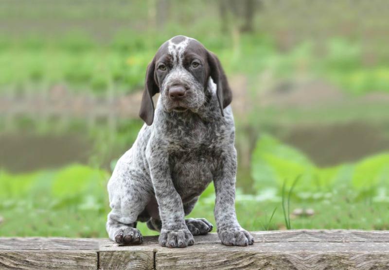 German Shorthaired Pointer Puppies:Call or Text (709)-500-6186 or ( mispaastro@gmail.com ) Image eClassifieds4u