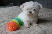 2Ready to Go Maltese puppies ✿ Email us ✔jensenmowbray@gmail.com ✔651-998-9418 Image eClassifieds4u 2