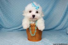 3 Bichon Maltese puppies available✿ Email us ✔jensenmowbray@gmail.com ✔651-998-9418 Image eClassifieds4u 2