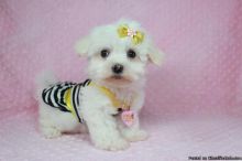 3 Bichon Maltese puppies available✿ Email us ✔jensenmowbray@gmail.com ✔651-998-9418 Image eClassifieds4u 4