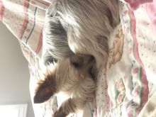Adult Well Trained Yorkie for Adoption Image eClassifieds4u 2