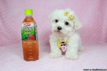 CUTE Maltese pup ✿ Email us ✔jensenmowbray@gmail.com ✔651-998-9418 Image eClassifieds4u 4