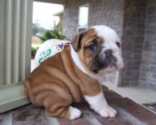 ENGLISH BULLDOG PUPPIES FOR SALE :Call or Text (709)-500-6186 or ( mispaastro@gmail.com ) Image eClassifieds4U
