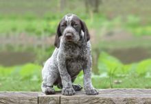 German Shorthaired Pointer Puppies:Call or Text (709)-500-6186 or ( mispaastro@gmail.com ) Image eClassifieds4U
