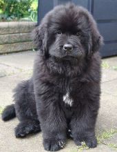 Home Trained Newfoundland Puppies Ready For Great Home :Call or Text (709)-500-6186 Image eClassifieds4U
