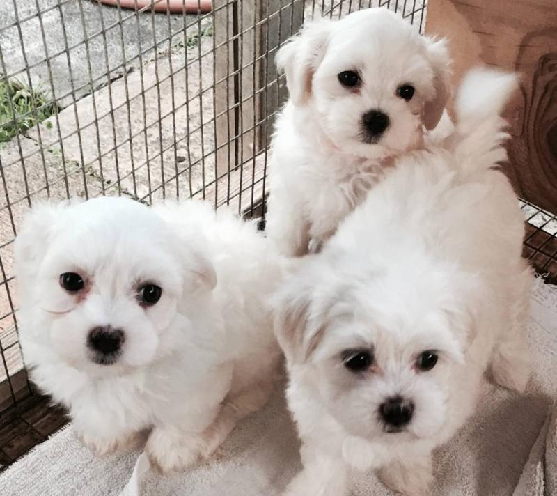 Maltese ShitzPoo Puppies to approved homes ✿ Email us ✔jensenmowbray@gmail.com ✔651-998-9418 Image eClassifieds4u