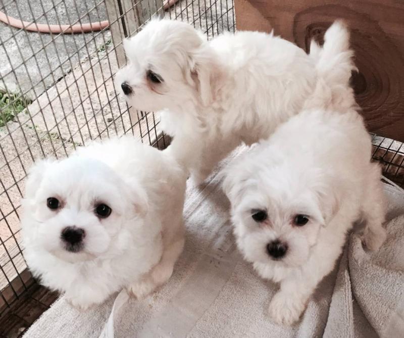 Maltese ShitzPoo Puppies to approved homes ✿ Email us ✔jensenmowbray@gmail.com ✔651-998-9418 Image eClassifieds4u