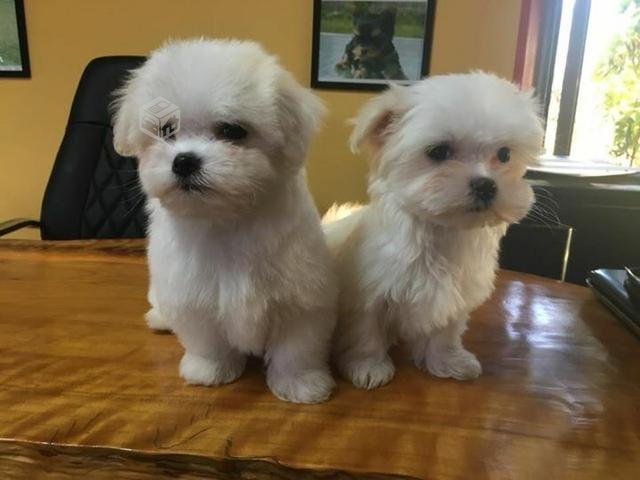 Three Maltese puppies available ✿ Email us ✔jensenmowbray@gmail.com ✔651-998-9418 Image eClassifieds4u