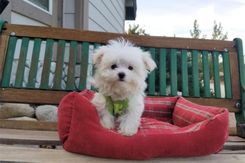 Three Maltese puppies available ✿ Email us ✔jensenmowbray@gmail.com ✔651-998-9418 Image eClassifieds4u