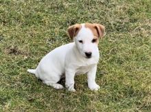 Jack Russell Terrier Puppies