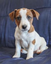 Jack Russell Terrier Puppies