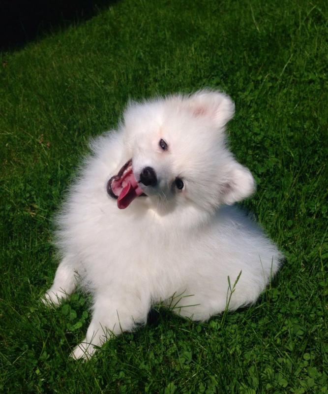 Japanese spitz puppies for adoption. Call or text us @(430)201-0537 Image eClassifieds4u