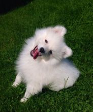 Japanese spitz puppies for adoption. Call or text us @(430)201-0537 Image eClassifieds4U