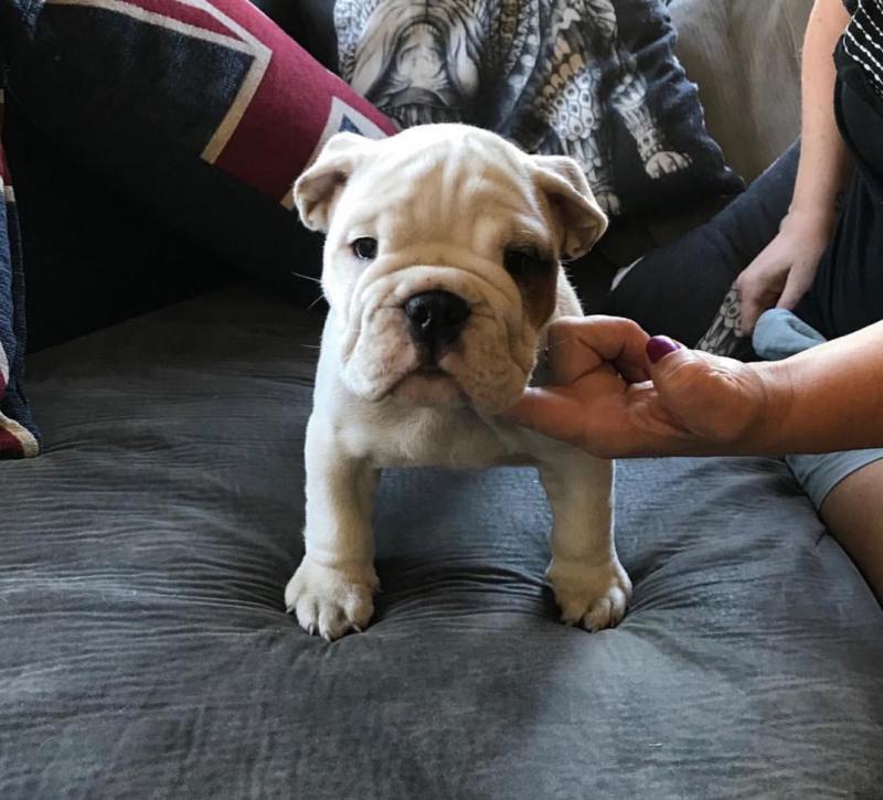  ☂️ Dramatic  ☂️ Ckc English Bulldog☂️Puppies ☂️ ☂️Email at us  ☂️ ☂ Image eClassifieds4u