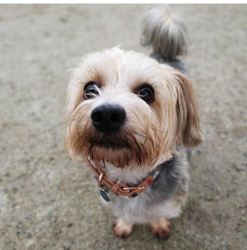 🐾💝🐾 Enchanting 🐾💝🐾 Ckc Teacup Yorkie Puppies Available🐾💝 Image eClassifieds4u