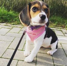 🐾💝🐾 Adorable 🐾💝🐾  Ckc Beagle Puppies Available🐾💝