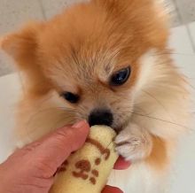  🐾💝🐾 Amazing 🐾💝🐾  Ckc Pomeranian Puppies Available🐾💝