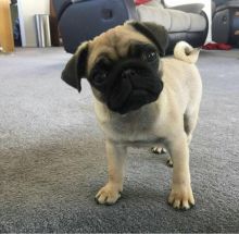 🐾💝🐾 Amazing 🐾💝🐾  Ckc Pug Puppies Available🐾💝
