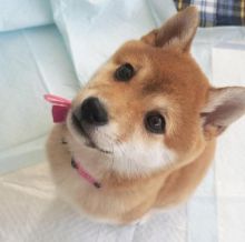 🐾💝🐾 Beautiful 🐾💝🐾  Ckc Shiba Inu Puppies Available🐾💝