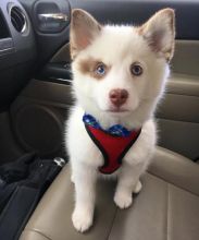 ☂️Ckc Pomsky  ☂️ Puppies @ Email at us  ☂️ ☂️ [ fabianrecaldo@gmail.com ]