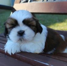  ☂️ ☂️ ☂️Ckc Shih Tzu  Puppies  ☂️ For Re-Homing Email at us  ☂️ ☂️ [ fa