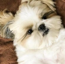🐾💝🐾 Eye-Catching 🐾💝🐾  Ckc Shih Tzu Puppies Available🐾💝