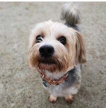 🐾💝🐾 Enchanting 🐾💝🐾 Ckc Teacup Yorkie Puppies Available🐾💝 Image eClassifieds4U