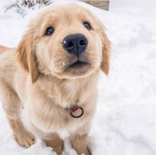 🐾💝🐾 Fantastic 🐾💝🐾 Ckc Golden Retrievers Puppies Available🐾💝 Image eClassifieds4U