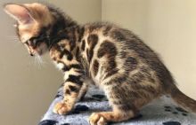 2 Bengal kittens (805) 751-3818