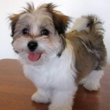 HEALTHY MALE AND FEMALE SHIH TZU PUPPIES FOR ADOPTION