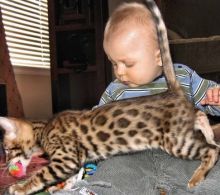 two Bengal kittens for sale..(805) 751-3818