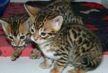 2 Adorable Bengal Kittens ready (805) 751-3818