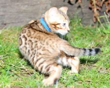 2 vet checked Bengal kittens (805) 751-3818