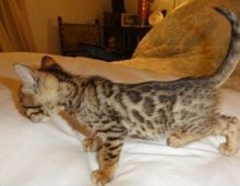 Adorable Bengal Kittens for Sale (805) 751-3818