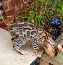 Awesome BENGAL kittens.#%%#(805) 751-3818