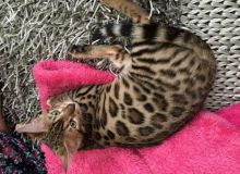 Beautiful Male & Female TICA Bengal Kitten (805) 751-3818