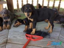 Champion sired Doberman pups :Call or Text (709)-500-6186 or ( mispaastro@gmail.com )